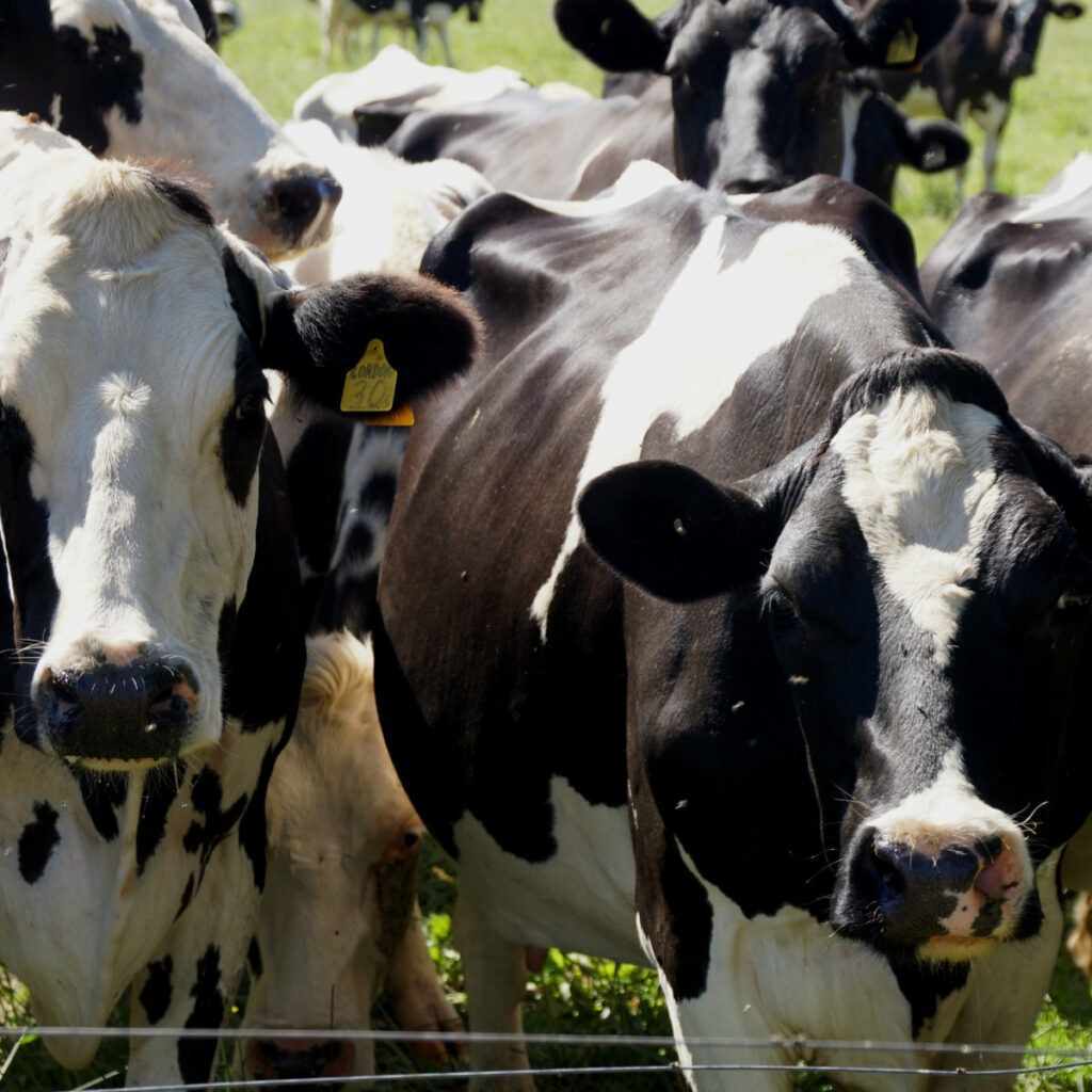 Dairy and Drinks Bega Group